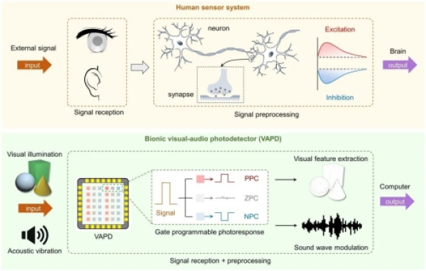 模仿人类感知系统的仿生视听光电探测器工作原理示意图