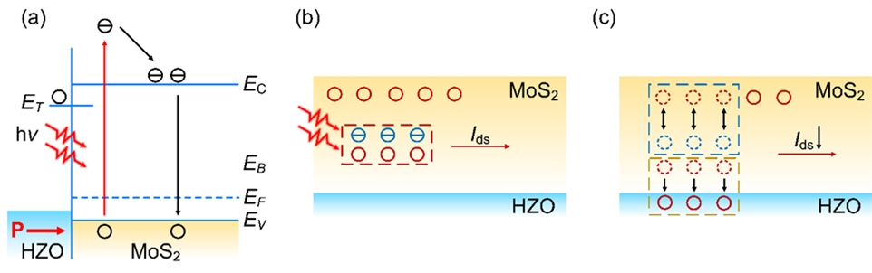 二硫化钼场效应晶体管负光电导效应原理示意图
